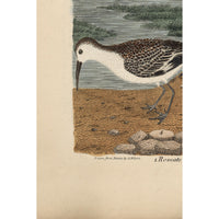 Wilson Pink Spoonbill Print